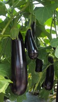  AUBERGINE AUBERGINE-KAZIMIR F1 (Solanum melongena)- - PROSEM