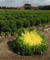 Graines potagères CHICOREE FRISEE FANCY (Cichorium endivia et C. intybus.) - PROSEM