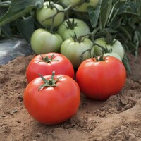  TOMATE DETERMINEE de plein champ TOMATE DETERMINEE de plein champ-BRAVENCE F1- - PROSEM