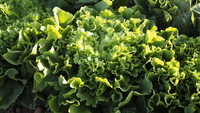  CHICOREE SCAROLE CHICOREE SCAROLE-ARANZA (Cichorium endivia et C. intybus.)- - PROSEM