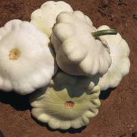  COURGE PATISSON COURGE PATISSON-BLANC-Graines biologiques - PROSEM