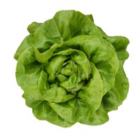 Graines potagères LAITUE ABRI TOUS TYPES FOCACHIA - PROSEM