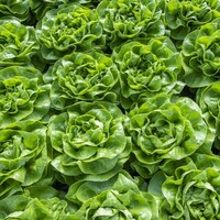  LAITUE ABRI TOUS TYPES LAITUE ABRI TOUS TYPES-BRETZEL- - PROSEM