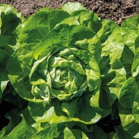  LAITUE POMMEE - plein champ LAITUE POMMEE - plein champ-AFERDITA- - PROSEM