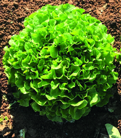  LAITUE F. DE CHENE LAITUE F. DE CHENE-LENIR- - PROSEM