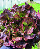 Graines potagères LAITUE F. DE CHENE ANGELIX - PROSEM