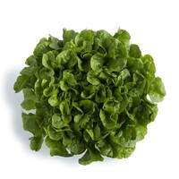 Graines potagères LAITUE F. DE CHENE KIMANI - PROSEM