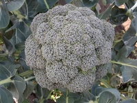 Graines potagères CHOU BROCOLI TSX-2004 (Brassica oleracea botrytis cymosa) - PROSEM