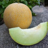 Graines potagères MELON DURERO F1 - PROSEM