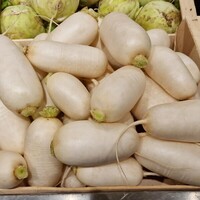 Graines potagères RADIS de diversification MARTIK WHITE F1 - PROSEM