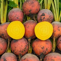Graines potagères BETTERAVE AMARELLY (Beta vulgaris) - PROSEM