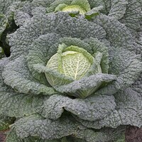 Graines potagères CHOU DE MILAN VERDELIO F1 (Brassica oleracera capitata saubadan) - PROSEM