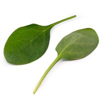 Graines potagères EPINARD NASUA F1 - PROSEM