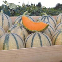 Graines potagères MELON TROKADERO F1 - PROSEM