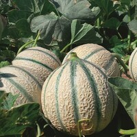 Graines potagères MELON ARUM F1 - PROSEM