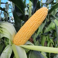 Graines potagères MAÏS DOUX ARILIE F1 - PROSEM