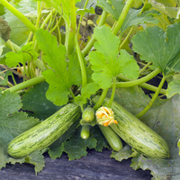 Graines potagères COURGETTE cylindrique RIGAS F1 - PROSEM