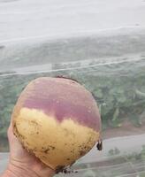 Graines potagères RUTABAGA (CHOU NAVET) VIGOD (Brassica napus Napobrassica Group) - PROSEM