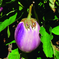  AUBERGINE AUBERGINE-Rotonda bianca sfumata di rosa (Solanum melongena)- - PROSEM