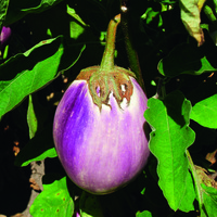 Graines potagères AUBERGINE Rotonda bianca sfumata di rosa (Solanum melongena) - PROSEM