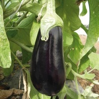 Graines potagères AUBERGINE BLACK GEM F1 (Solanum melongena) - PROSEM