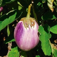  AUBERGINE AUBERGINE-Rotonda bianca sfumata di rosa (Solanum melongena)-Graines biologiques certifiées - PROSEM