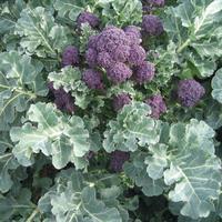 Graines potagères CHOU BROCOLI SANTEE F1 (Brassica oleracera botrytis cymosa) - PROSEM