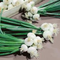 Graines potagères OIGNON BLANC PROMPTO (ALLIUM CEPA) - PROSEM